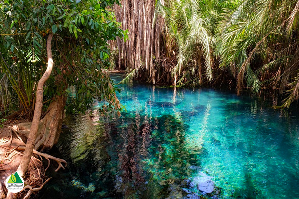چشمه‌‎های آب گرم KIKULETWA در میان یک چشم‌انداز نیمه‌خشک از درختان انجیر پراکنده قرار دارند